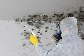 Best Black Mold Removal in Kingsley, IA